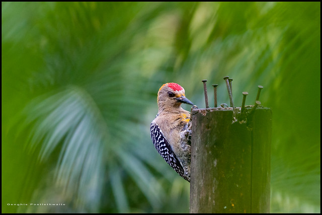Golden naped woodpecker
