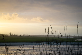 Flickr photo: Herbes