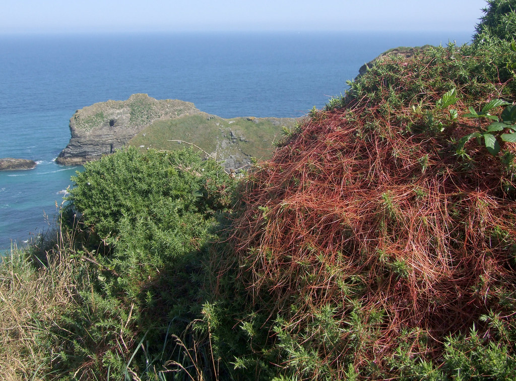 Dodder on gorse, above Mirrose Well Cove with Samphire Island beyond, near Portreath