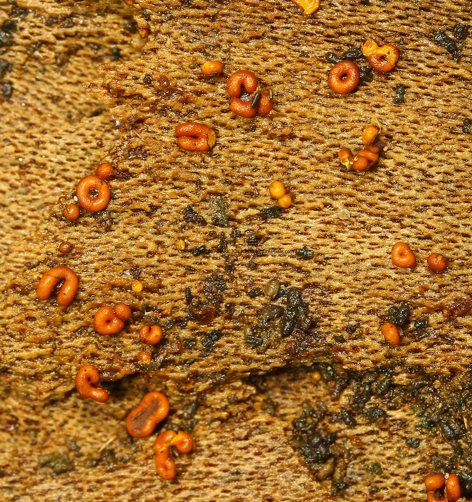 Perichaena chrysosperma Slime Mould Felbrigg Norfolk 21.10.2017 (2)