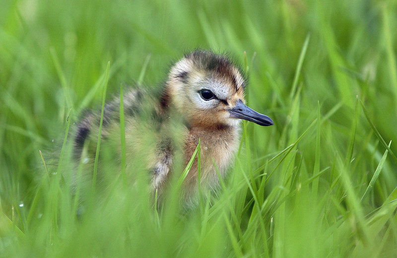 Black Tailed Godwit chick - Will Meinderts (FLPA)