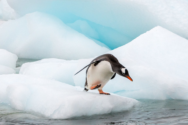 Gentoo Penguin on Ice