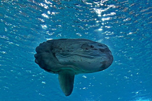 Podwodny świat - Underwater world-Samogłów(Mola Mola)