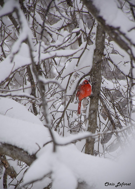 Cardinal In Snowy Tree