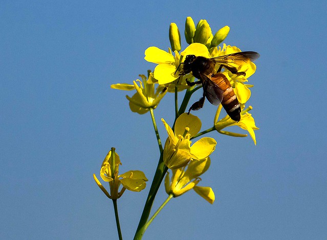 Macro magic- honey bee, Wydhan, MP, India