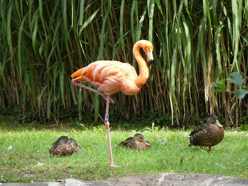 Kuba-Flamingo, Zoo Dresden | by Mausmaki auf Klassenfahrt