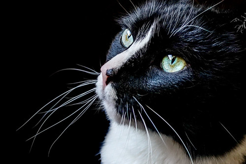 maddie closeup | by wileygerald