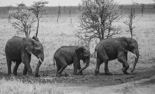 tanzania serengeti elephant