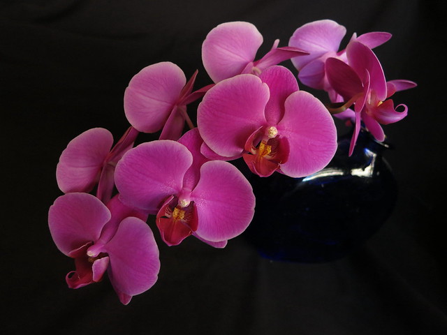 Phalaenopsis IMG_4430