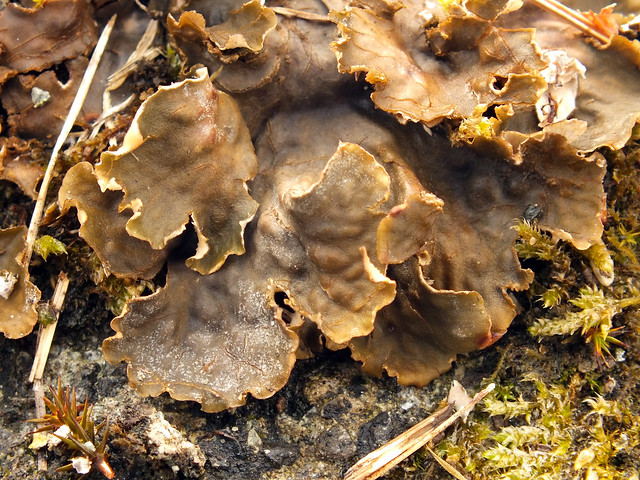 Scaly dog pelt lichen (Peltigera praetextata) close up