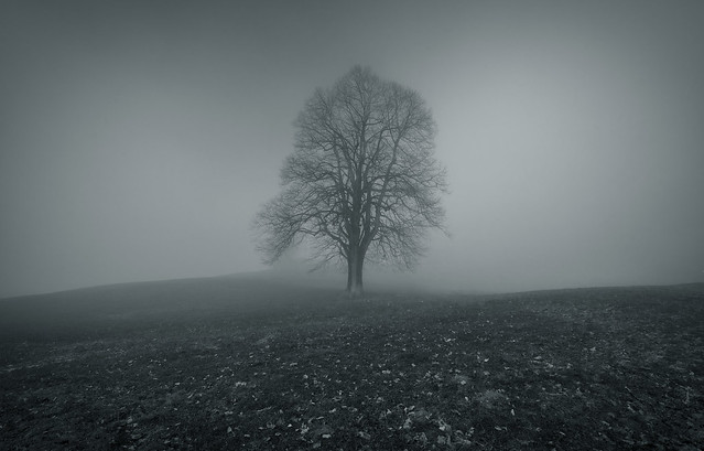 Lonely tree in the fog - Hinwil - Switzerland