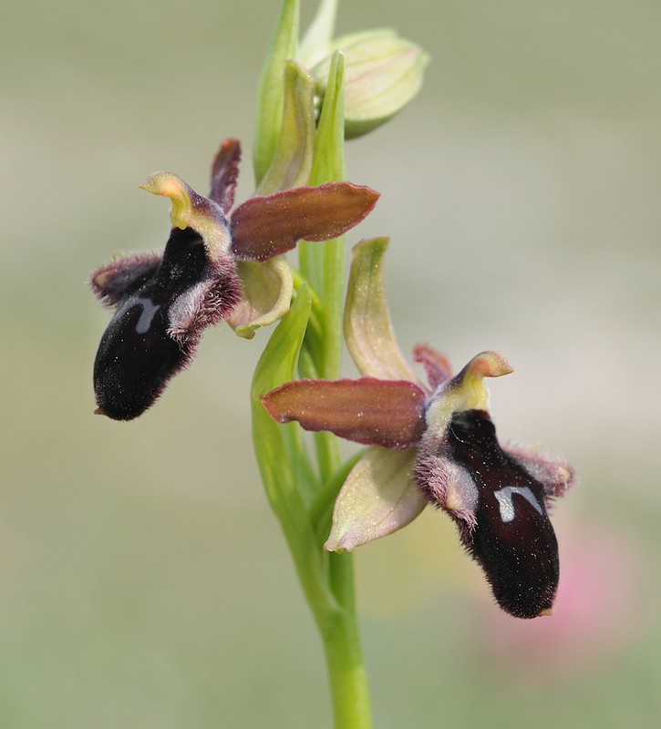 20170412-031F | Vorgebirgs-Ragwurz (Ophrys promontorii) bei Monte Sant'Angelo. Apulien, 12.04.2017