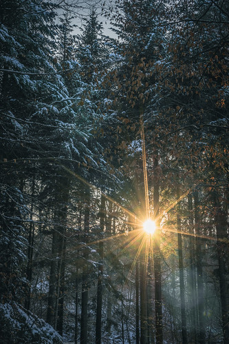 Wintersun by tehroester, sun sunset forest nature trees winter snow light lighting orange blue hike sony a7 germany golden ho