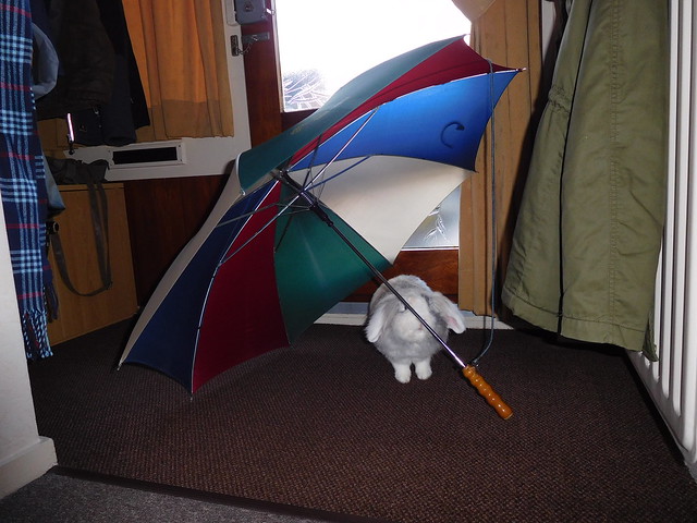 Umbrella inspection