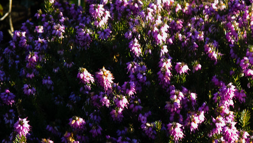 Purple heather, flowering February