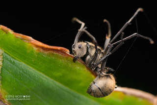 Ant infected with cordyceps fungus - DSC_2645