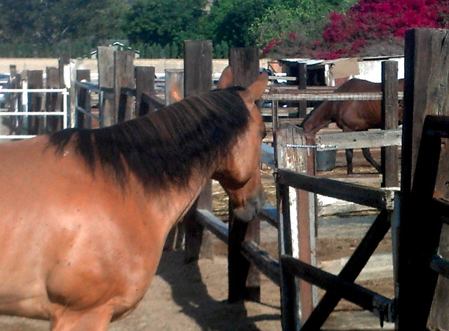 Horse in a Topanga canyon ranch property