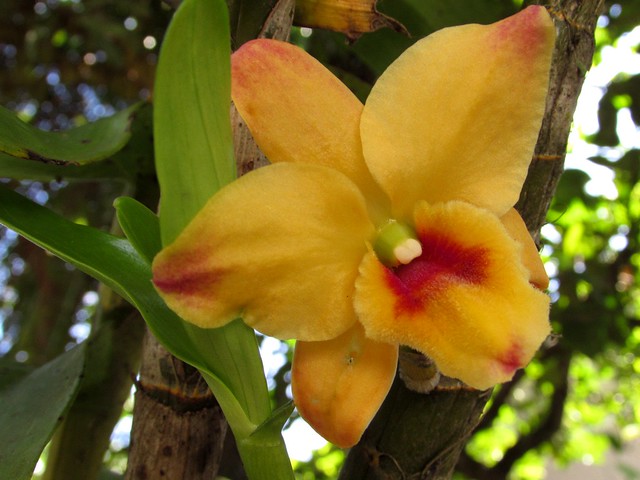 Dendrobium Nobile Amarela
