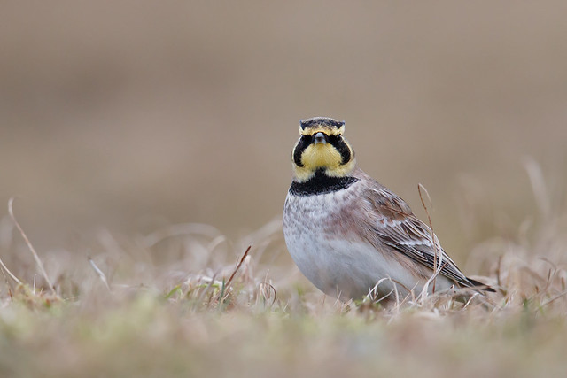 Eremophila alpestris | Horned Lark | berglärka