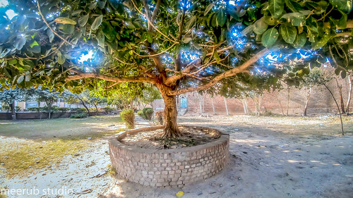 kids tree landscape amazing hdr photoshop lightroomphotomatix
