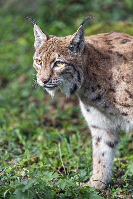 Attentive lynx in the grass