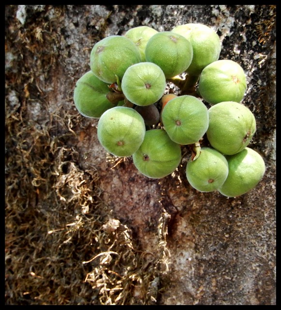 Luscious Figs