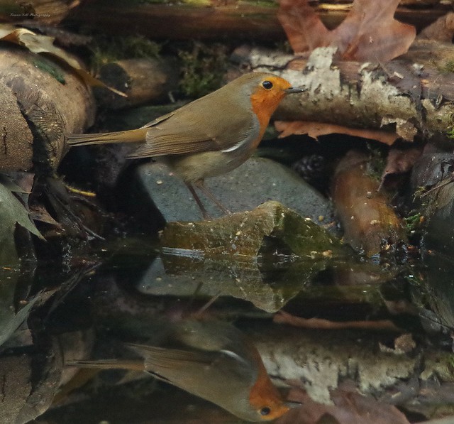 Robin on pond reflection (1)