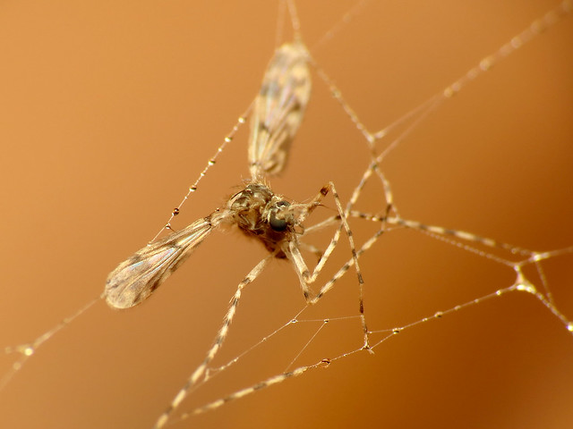 Mosquito caught in a spider web
