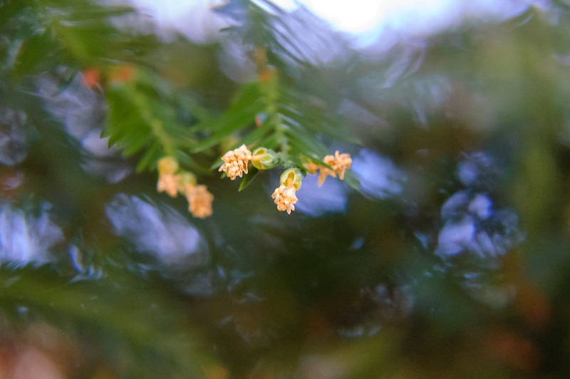 Yew flowers (male)