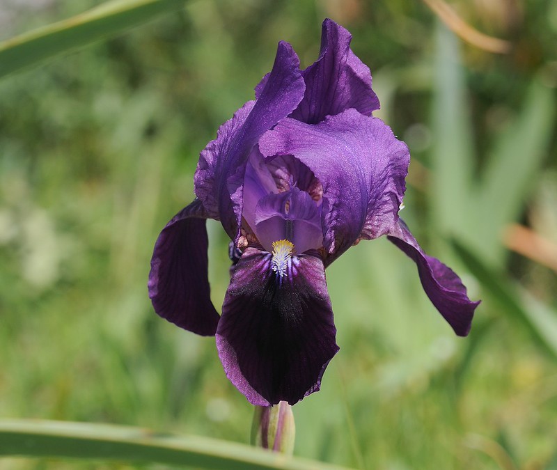 20170411-172F | Zweiblütige Iris (Iris bicapitata) bei Mattinata. Apulien, 11.04.2017