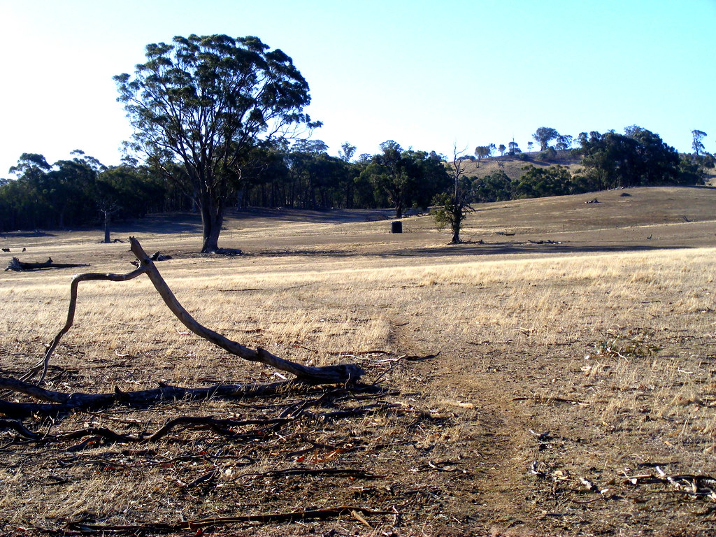 Parched Landscape, near Maldon, Victoria
