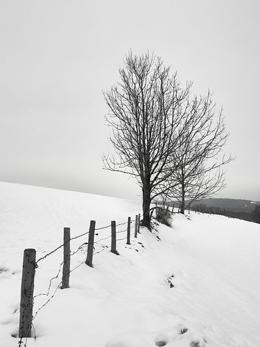 p2116942a koaxial winter 2018 fence trees bäume white snow bw monochrome schwarzweiss grey sky clouds wolken