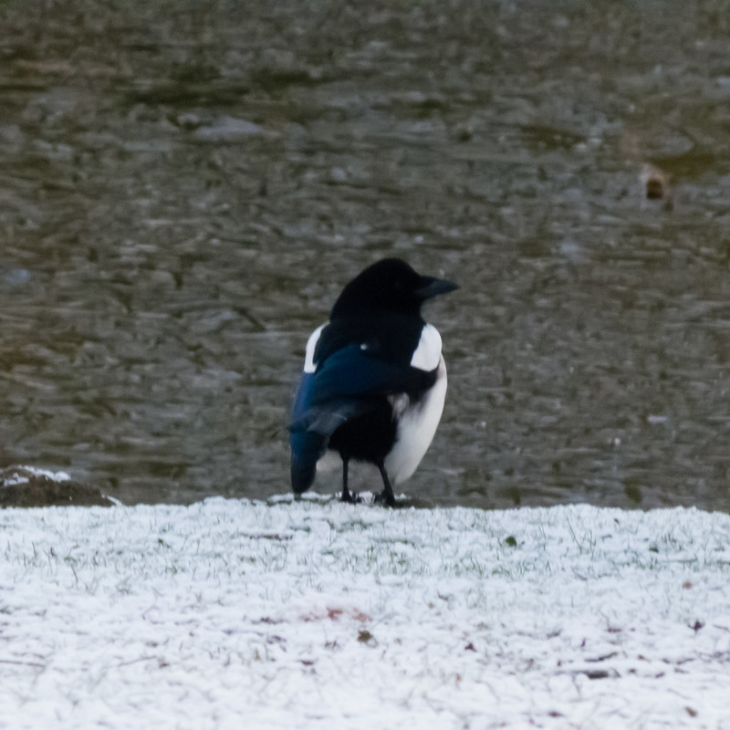 Magpie / icy lake