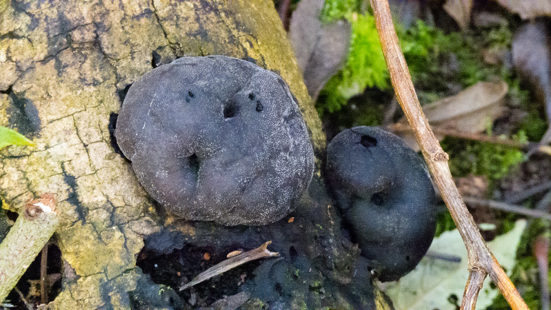 Coal fungus on a fallen branch