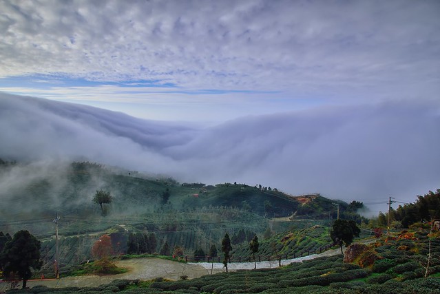 Tea field, Mountain Dalun 大崙山茶園