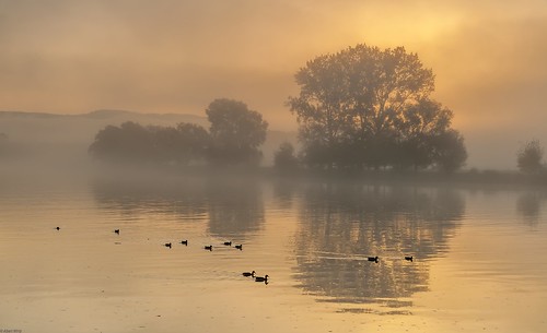 elevenfriends elffreunde goldenermorgen goldenmorning morningmood mosel moselle river water spiegelung reflections natur nature tree fog mist brume bruma brouillard nebbia misty foggy neblig dunstig laniebla nikon d700 enten ducks sunrise sonnenaufgang goldenhour goldenestunde twilight landscape landschaft paesaggi germany deutschland rheinlandpfalz rhinelandpalatinate schweich trier ehrang quint moseltal mosellevalley moselwein riesling paysages