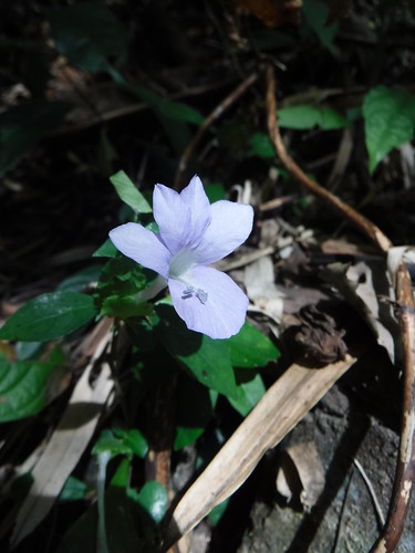 blue flowers nationalparks nayung plants purple thailand udonthani