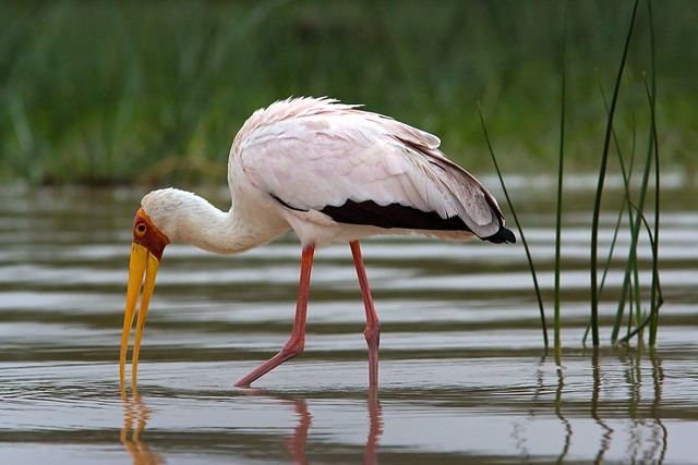 Yellow-billed Stork, Lake Baringo