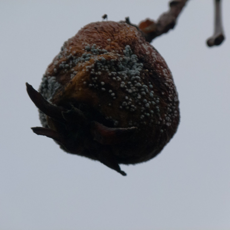 Medlar on the tree, well rotted