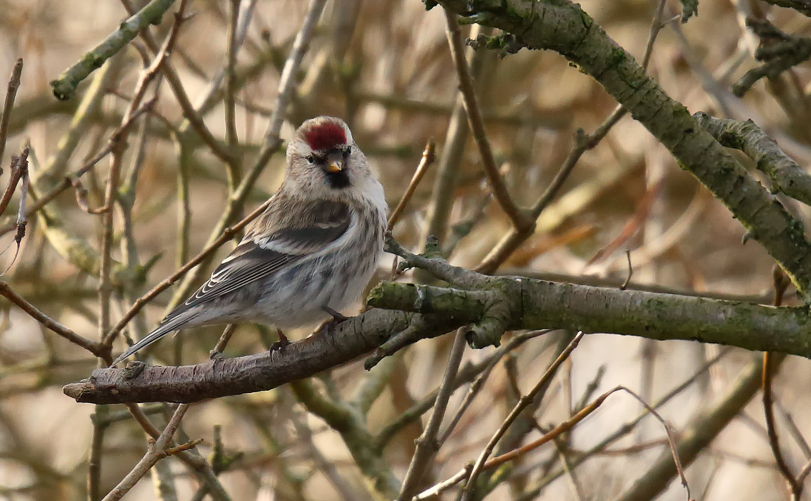 Common (Mealy) Redpoll