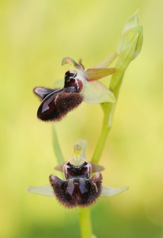 20170411-038F | Schwarze Ragwurz (Ophrys incubacea) bei Mattinata. Apulien, 11.04.2017