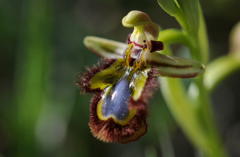20170410-160F | Spiegel-Ragwurz (Ophrys speculum) bei San Giovanni Rotondo. Apulien, 10.04.2017