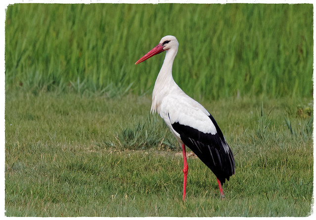 Cigonya blanca - Cigüeña blanca - Cegonha-branca - White stork - Ciconia Ciconia