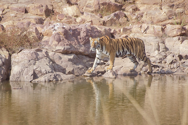 Tigress at Tilia lake