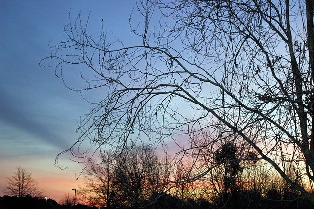 Trees, Sky And Sunrise Colors.