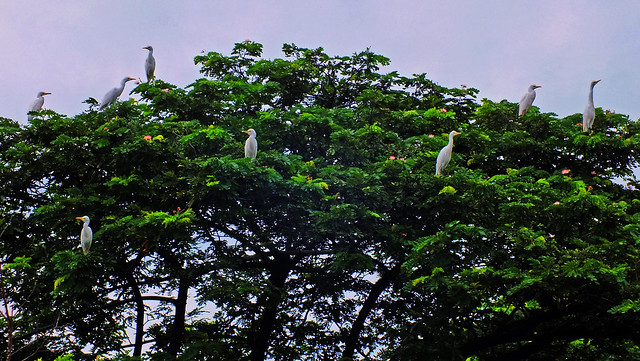 cattle egrets hanging out spot…