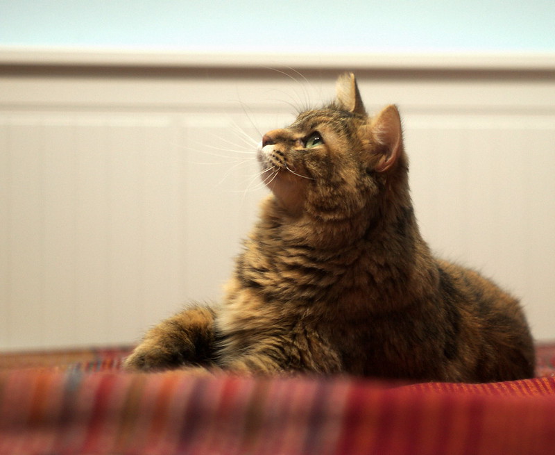 Cat | Flickr