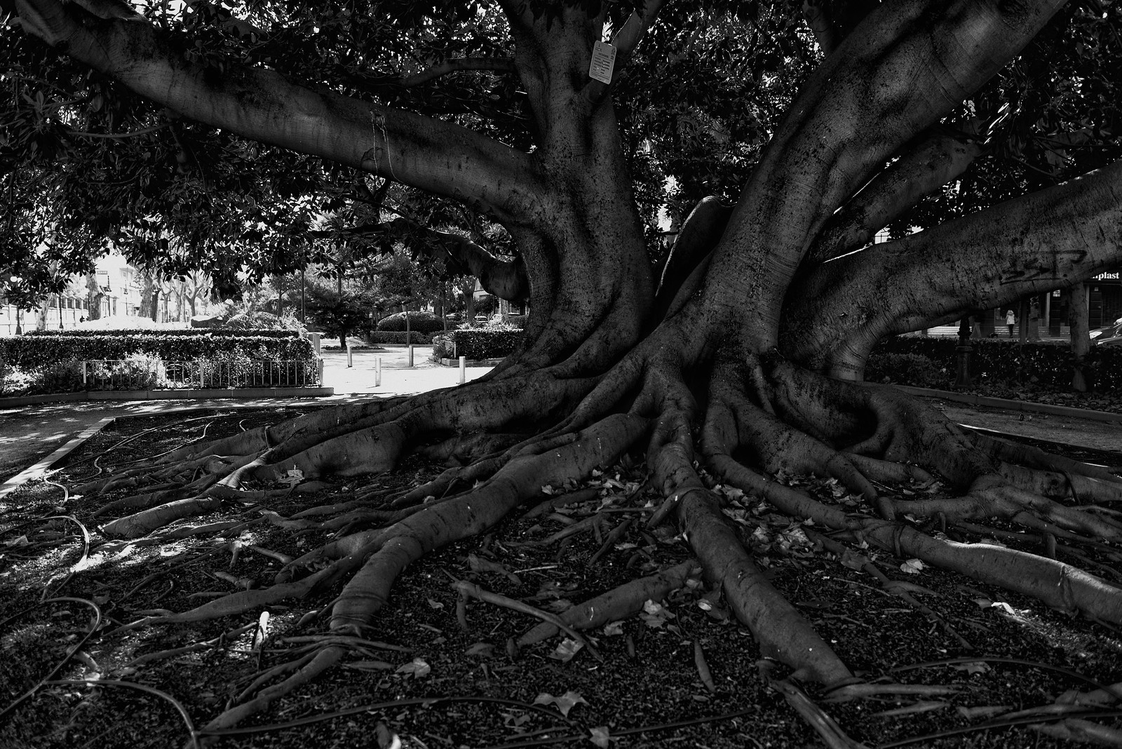TREES 3 | Flickr