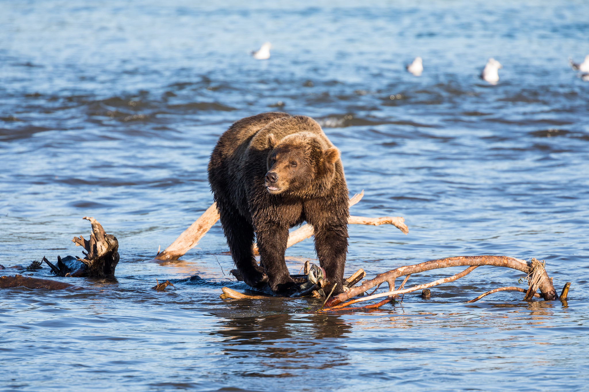 Kamchatka Brown Bear - Kamchatka Bears