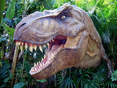 †Tyrannosaurus rex, Osborn 1905 ♀ (Reptilia Saurischia †Tyrannosauridæ †Tyrannosaurinæ †Tyrannosaurini)